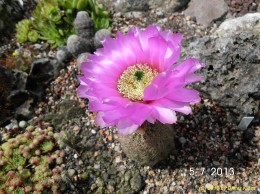 Echinocereus reichenbachii    